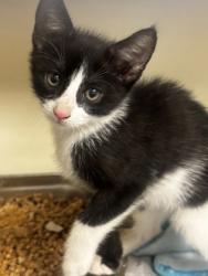 Shelter Stray Male Cat last seen Near N Dekalb Dr, Atlanta, GA 30340, 30340, GA, 3280 Chamblee Dunwoody Rd, Chamblee, GA 30341, USA