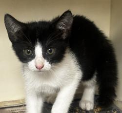 Shelter Stray Female Cat last seen Near N Dekalb Dr, Atlanta, GA 30340, 30340, GA, 3280 Chamblee Dunwoody Rd, Chamblee, GA 30341, USA