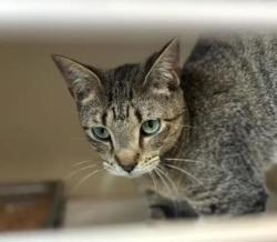 Shelter Stray Unknown Cat last seen Near Chamblee Dunwoody Rd. Atlanta, GA 30341, 30341, GA, 3280 Chamblee Dunwoody Rd, Chamblee, GA 30341, USA