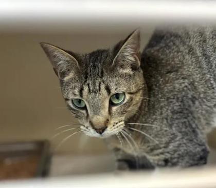 Shelter Stray Unknown Cat last seen Near Chamblee Dunwoody Rd. Atlanta, GA 30341, 30341, GA, 3280 Chamblee Dunwoody Rd, Chamblee, GA 30341, USA