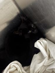 Shelter Stray Female Cat last seen Near Reese Way Stone Mountain, 30083, 30083, GA, 3280 Chamblee Dunwoody Rd, Chamblee, GA 30341, USA