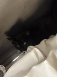 Shelter Stray Female Cat last seen Near Reese Way Stone Mountain, 30083, 30083, GA, 3280 Chamblee Dunwoody Rd, Chamblee, GA 30341, USA