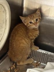 Shelter Stray Male Cat last seen Near Reese Way Stone Mountain, 30083, 30083, GA, 3280 Chamblee Dunwoody Rd, Chamblee, GA 30341, USA