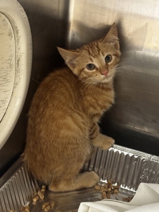 Shelter Stray Male Cat last seen Near Reese Way Stone Mountain, 30083, 30083, GA, 3280 Chamblee Dunwoody Rd, Chamblee, GA 30341, USA