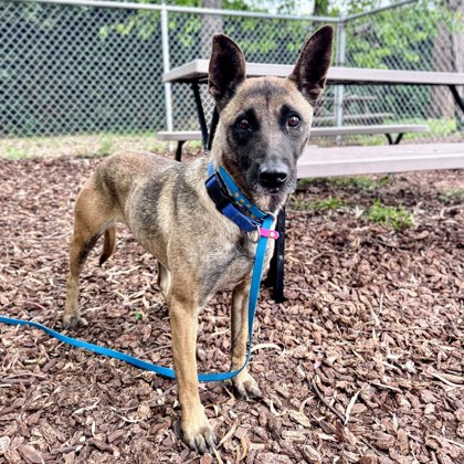 Shelter Stray Female Dog last seen , , CA, 1101 29th Ave, Oakland, CA 94601, USA