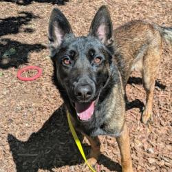 Shelter Stray Male Dog last seen Poppys Gas station, Oakland, CA, 1101 29th Ave, Oakland, CA 94601, USA