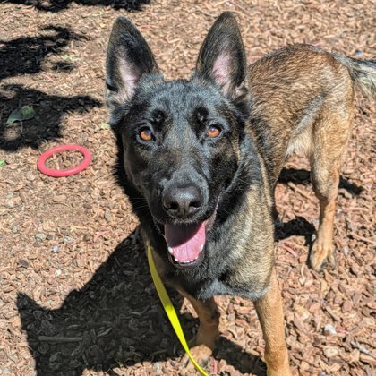 Shelter Stray Male Dog last seen Poppys Gas station, Oakland, CA, 1101 29th Ave, Oakland, CA 94601, USA