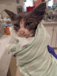 Shelter Stray Female Cat last seen Near Old Cascade Rd Sw, Atlanta, GA, 1251 Fulton Industrial Blvd NW, Atlanta, GA 30336, USA