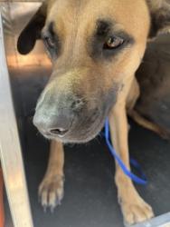Shelter Stray Male Dog last seen Near REMINGTON CIR 2603, West District, TX, 355 Hillshire Dr, Haslet, TX 76052, USA
