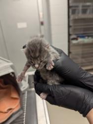 Shelter Stray Male Cat last seen Near Indian Trail Rd., Roanoke, TX, 330 Rufe Snow Dr, Keller, TX 76248, USA