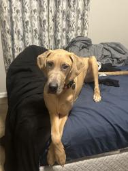 Lost Female Dog last seen Church, Etowah, TN 37331
