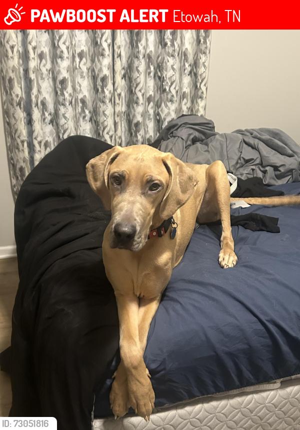 Lost Female Dog last seen Church, Etowah, TN 37331