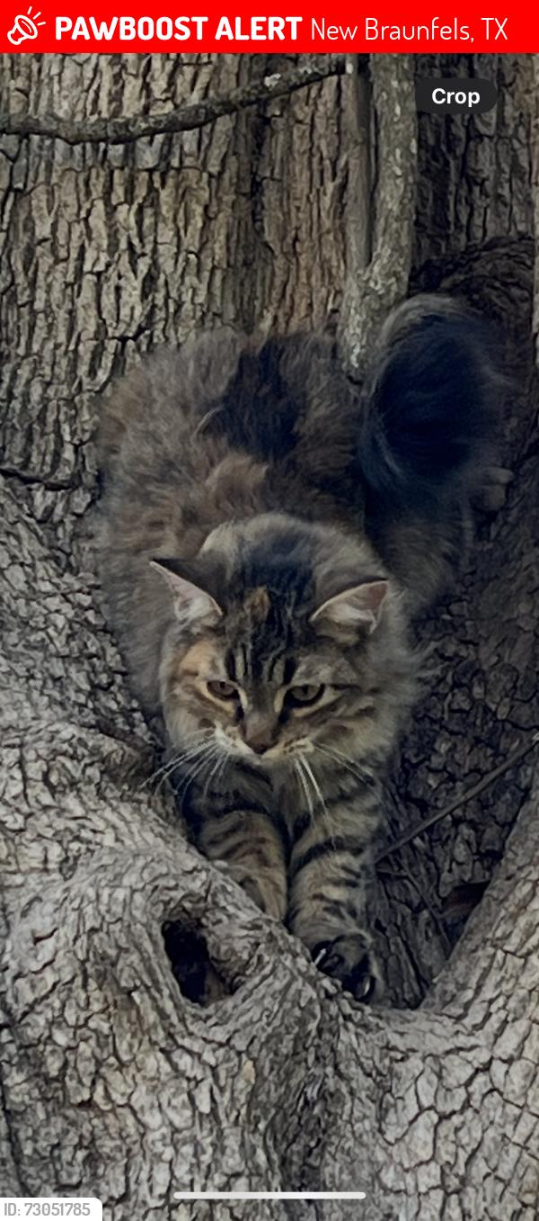 Lost Female Cat last seen Gruene Rd & Torrey Park, New Braunfels, TX 78130