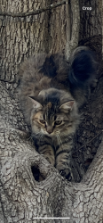 Lost Female Cat last seen Gruene Rd & Torrey Park, New Braunfels, TX 78130