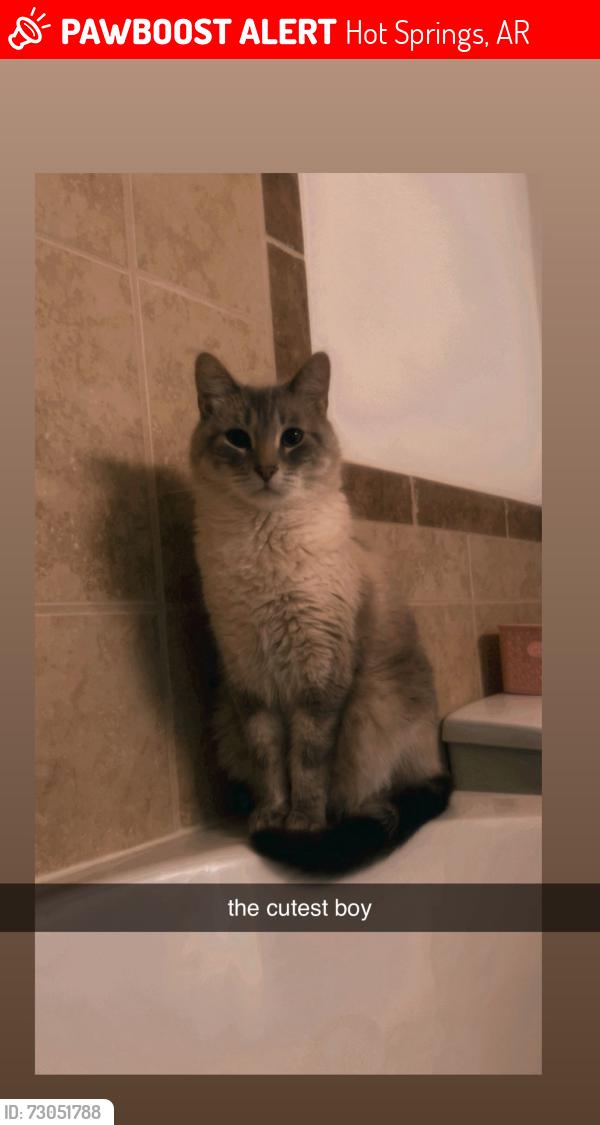 Lost Male Cat last seen Forest lakes, Hot Springs, AR 71913