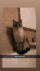 Lost Male Cat last seen Forest lakes, Hot Springs, AR 71913