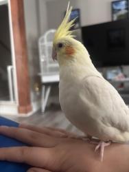 Lost Female Bird last seen Mulberry and Washington Streets, Easton, PA 18042