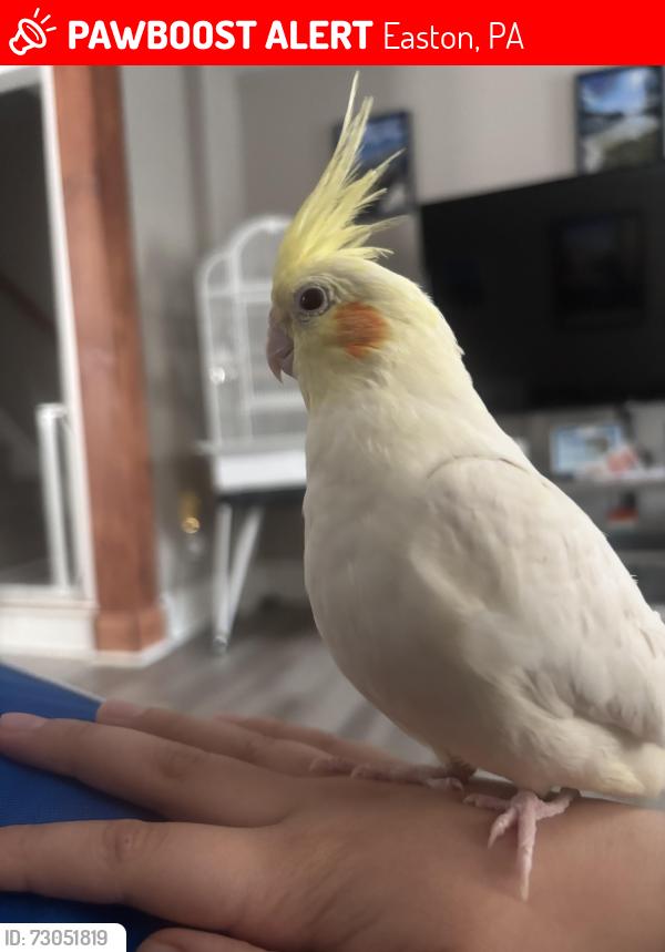 Lost Female Bird last seen Mulberry and Washington Streets, Easton, PA 18042