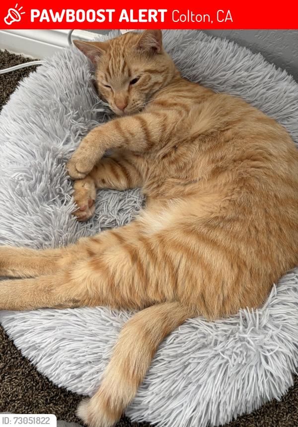 Lost Male Cat last seen Reche Canyon Rd, Colton, CA 92324