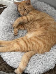 Lost Male Cat last seen Reche Canyon Rd, Colton, CA 92324
