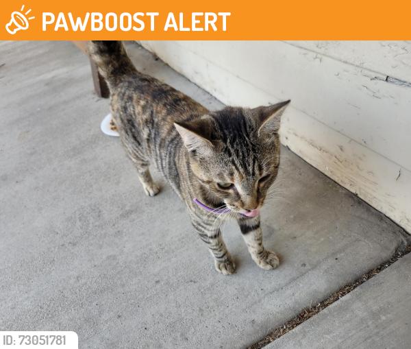 Found/Stray Unknown Cat last seen gothard and slater, Huntington Beach, CA 92647