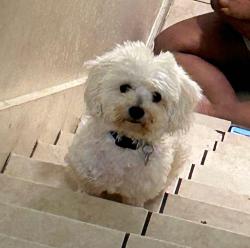 Lost Male Dog last seen Near Vance Jackson-Tarry Town Apts, San Antonio, TX 78201