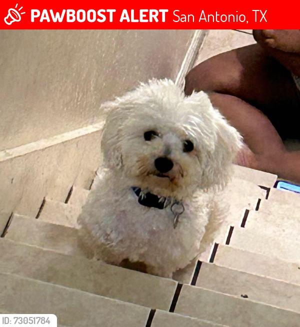 Lost Male Dog last seen Near Vance Jackson-Tarry Town Apts, San Antonio, TX 78201