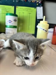 Shelter Stray Male Cat last seen Near W 5010 S, Kearns Township, UT, 84118, 511 W 3900 S, Salt Lake City, UT 84123, USA