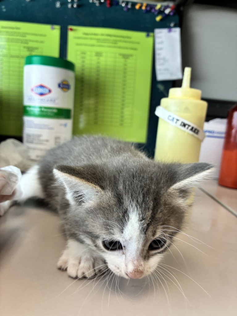 Shelter Stray Male Cat last seen Near W 5010 S, Kearns Township, UT, 84118, 511 W 3900 S, Salt Lake City, UT 84123, USA