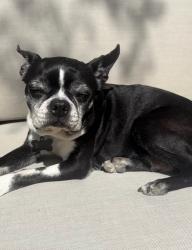 Lost Female Dog last seen Urania, Encinitas, CA 92024