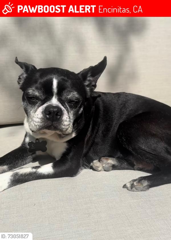 Lost Female Dog last seen Urania, Encinitas, CA 92024