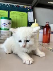 Shelter Stray Male Cat last seen Near W 5010 S, Kearns Township, UT, 84118, 511 W 3900 S, Salt Lake City, UT 84123, USA