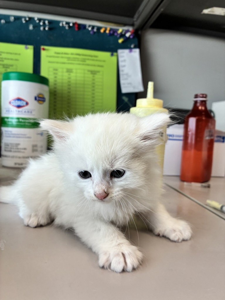Shelter Stray Male Cat last seen Near W 5010 S, Kearns Township, UT, 84118, 511 W 3900 S, Salt Lake City, UT 84123, USA