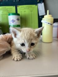 Shelter Stray Female Cat last seen Near W 5010 S, Kearns Township, UT, 84118, 511 W 3900 S, Salt Lake City, UT 84123, USA