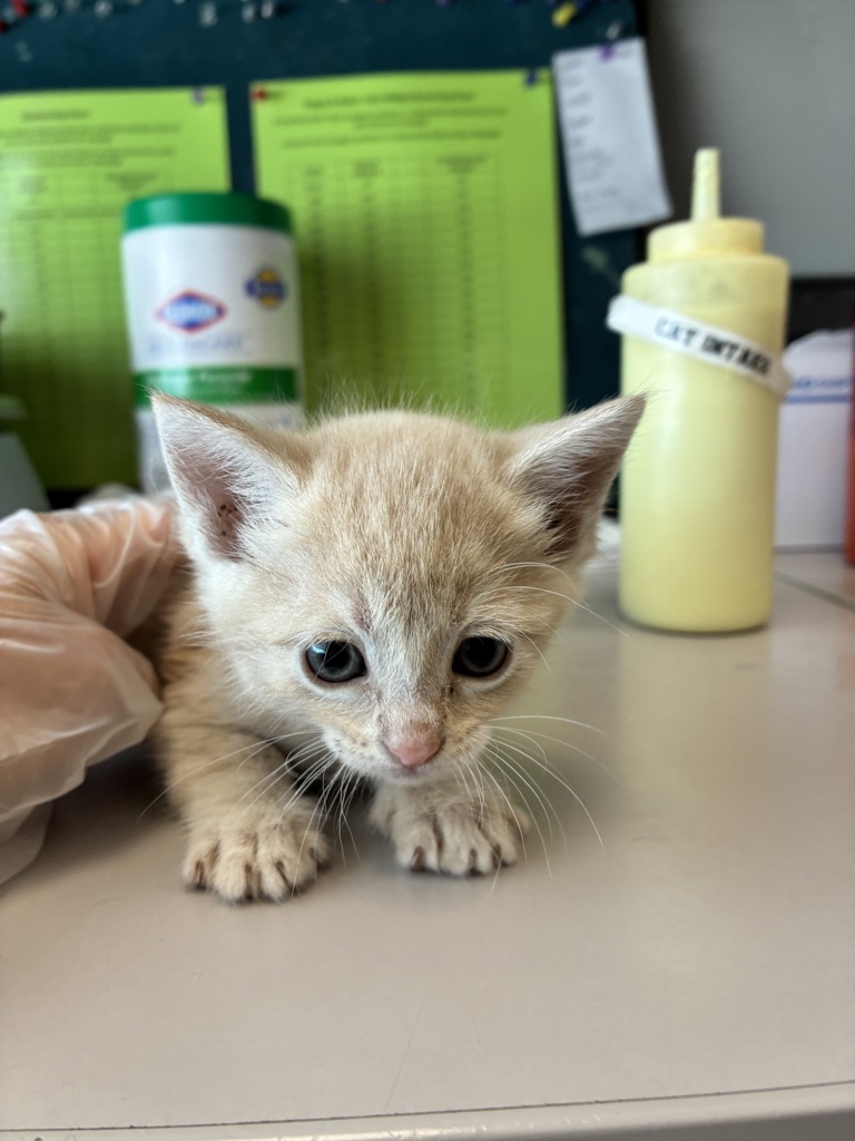 Shelter Stray Female Cat last seen Near W 5010 S, Kearns Township, UT, 84118, 511 W 3900 S, Salt Lake City, UT 84123, USA