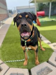 Shelter Stray Male Dog last seen W, Kearns Township, UT, 84118, 511 W 3900 S, Salt Lake City, UT 84123, USA