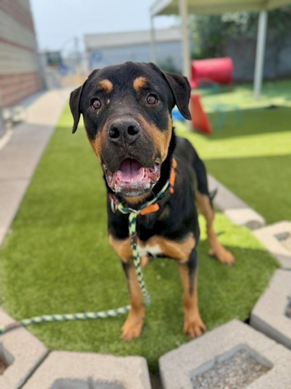 Shelter Stray Male Dog last seen W, Kearns Township, UT, 84118, 511 W 3900 S, Salt Lake City, UT 84123, USA