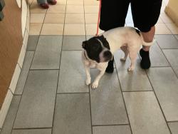 Shelter Stray Female Dog last seen Near Lynnhaven Parkway, VIRGINIA BEACH, VA, 23452, 341 S Birdneck Rd, Virginia Beach, VA 23451, USA