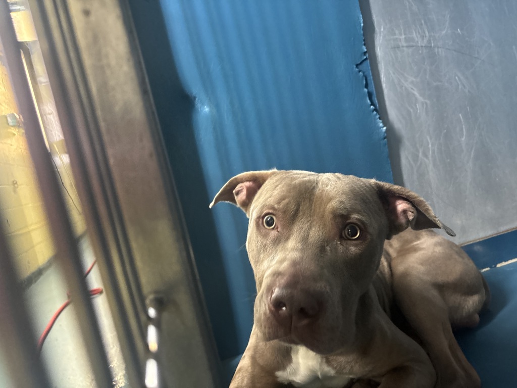 Shelter Stray Male Dog last seen Near Saxon Avenue, BRONX, NY, 10463, 326 E 110th St, New York, NY 10029, USA