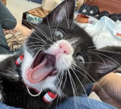 Shelter Stray Male Cat last seen Dana Circle, LIVERMORE, CA, 94550, 8323 Baldwin St, Oakland, CA 94621, USA
