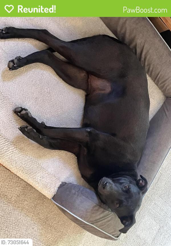 Reunited Female Dog last seen Easton Ave and East Washington St., across from the St Anne’s Church, Bethlehem, PA 18017