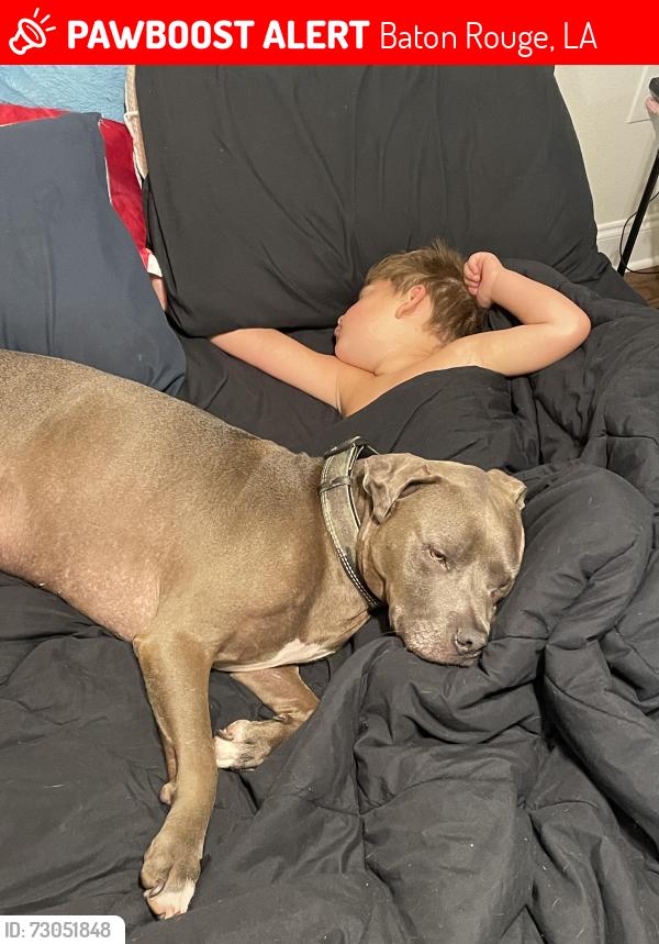 Lost Male Dog last seen Gardere ln @ Burbank dr, Baton Rouge, LA 70820