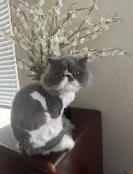 Lost Male Cat last seen Union hills, Glendale, AZ 85308