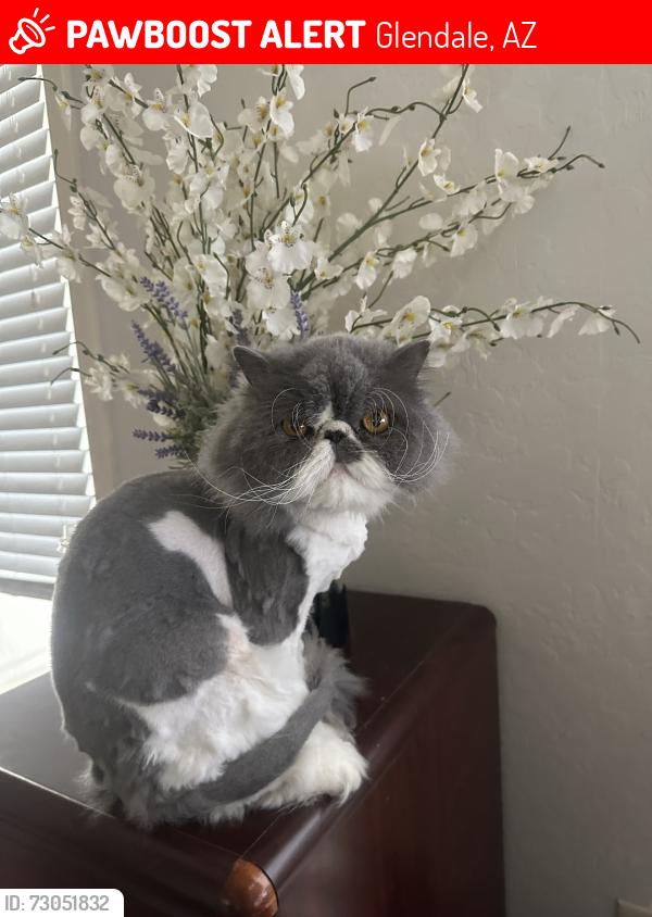 Lost Male Cat last seen Union hills, Glendale, AZ 85308