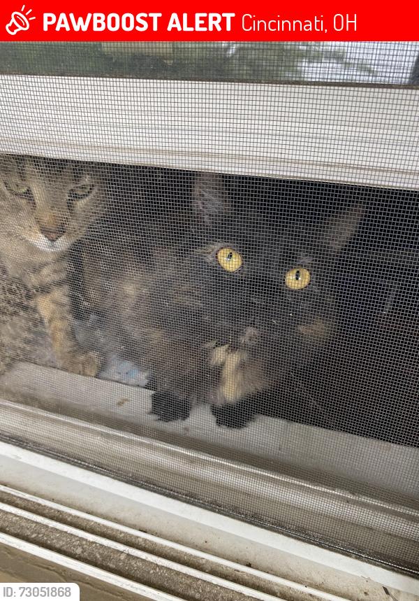 Lost Female Cat last seen Near listermann brewery , Cincinnati, OH 45207