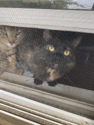 Lost Female Cat last seen Near listermann brewery , Cincinnati, OH 45207