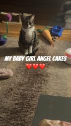 Lost Female Cat last seen 81st and xerxes, Brooklyn Park, MN 55444