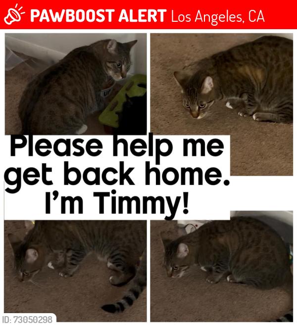 Lost Male Cat last seen Fulton Ave North Hollywood, Los Angeles, CA 91605