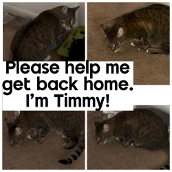 Lost Male Cat last seen Fulton Ave North Hollywood, Los Angeles, CA 91605