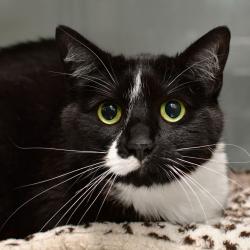 Shelter Stray Female Cat last seen , 3173 K-68 Hwy, Ottawa, KS 66067, USA